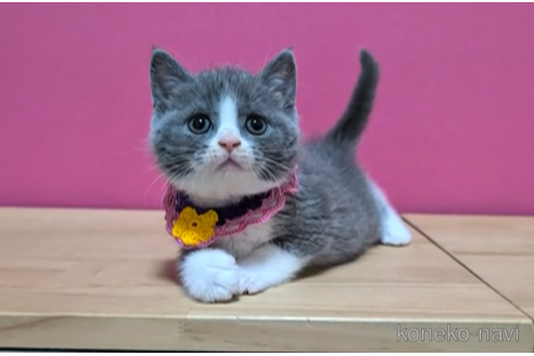 成約済の東京都のブリティッシュショートヘア-103710の5枚目